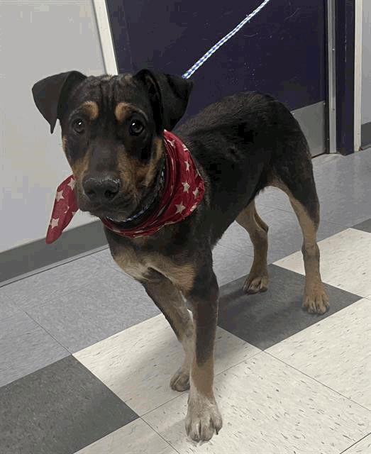 Sundance, Adoptable, Adult Male Shepherd & Shar-Pei.