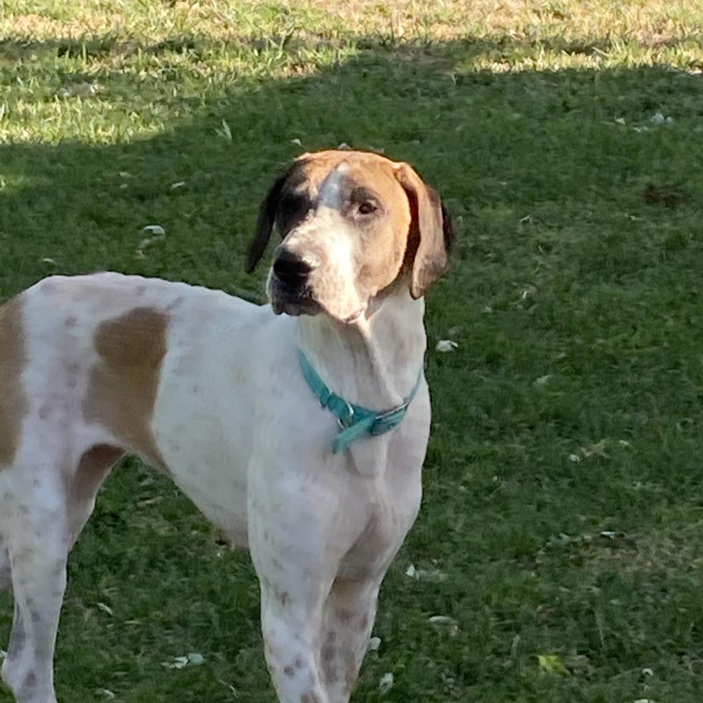 Maggie, Adoptable, Adult Female Great Dane.