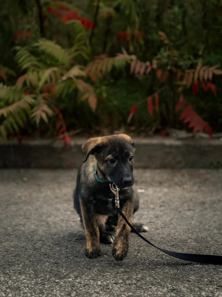 Enlarge Sage, a Adopted mixed breed in laval, QC image 1/3
