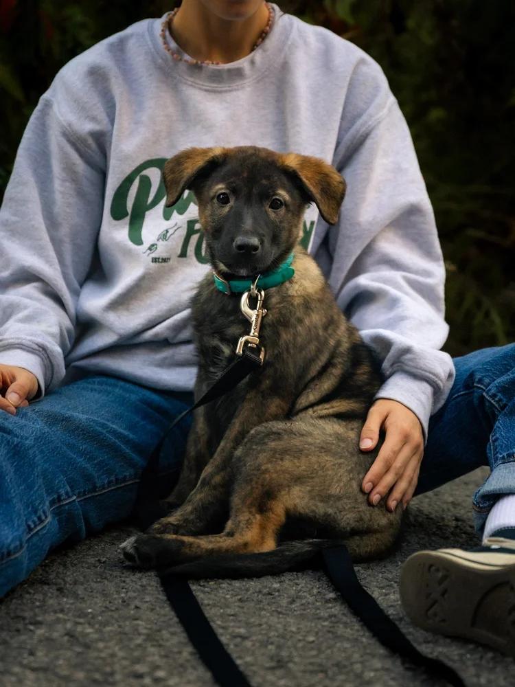 Enlarge Sage, a Adopted mixed breed in laval, QC image 2/3