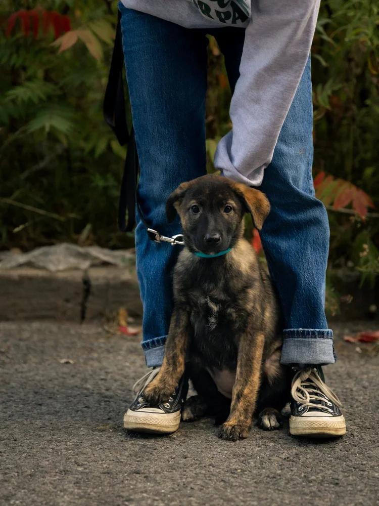 Enlarge Sage, a Adopted mixed breed in laval, QC image 3/3