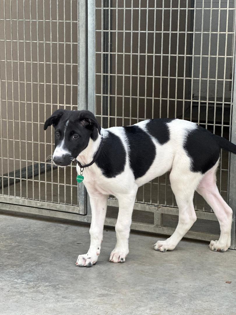 Brandon, an adoptable Greyhound, Borzoi in New Milford, CT, 06776 | Photo Image 1
