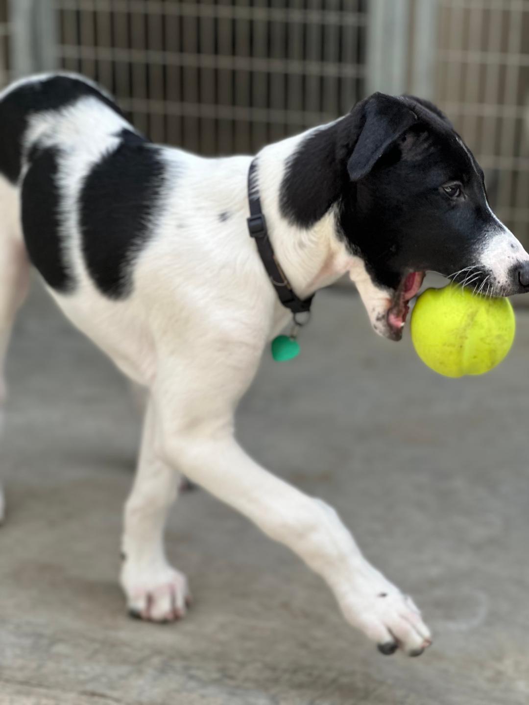 Brandon, an adoptable Greyhound, Borzoi in New Milford, CT, 06776 | Photo Image 3