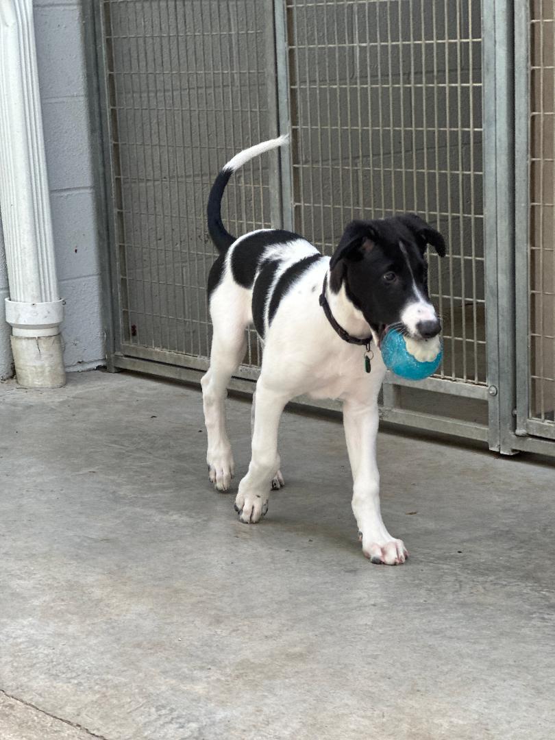 Brandon, an adoptable Greyhound, Borzoi in New Milford, CT, 06776 | Photo Image 2