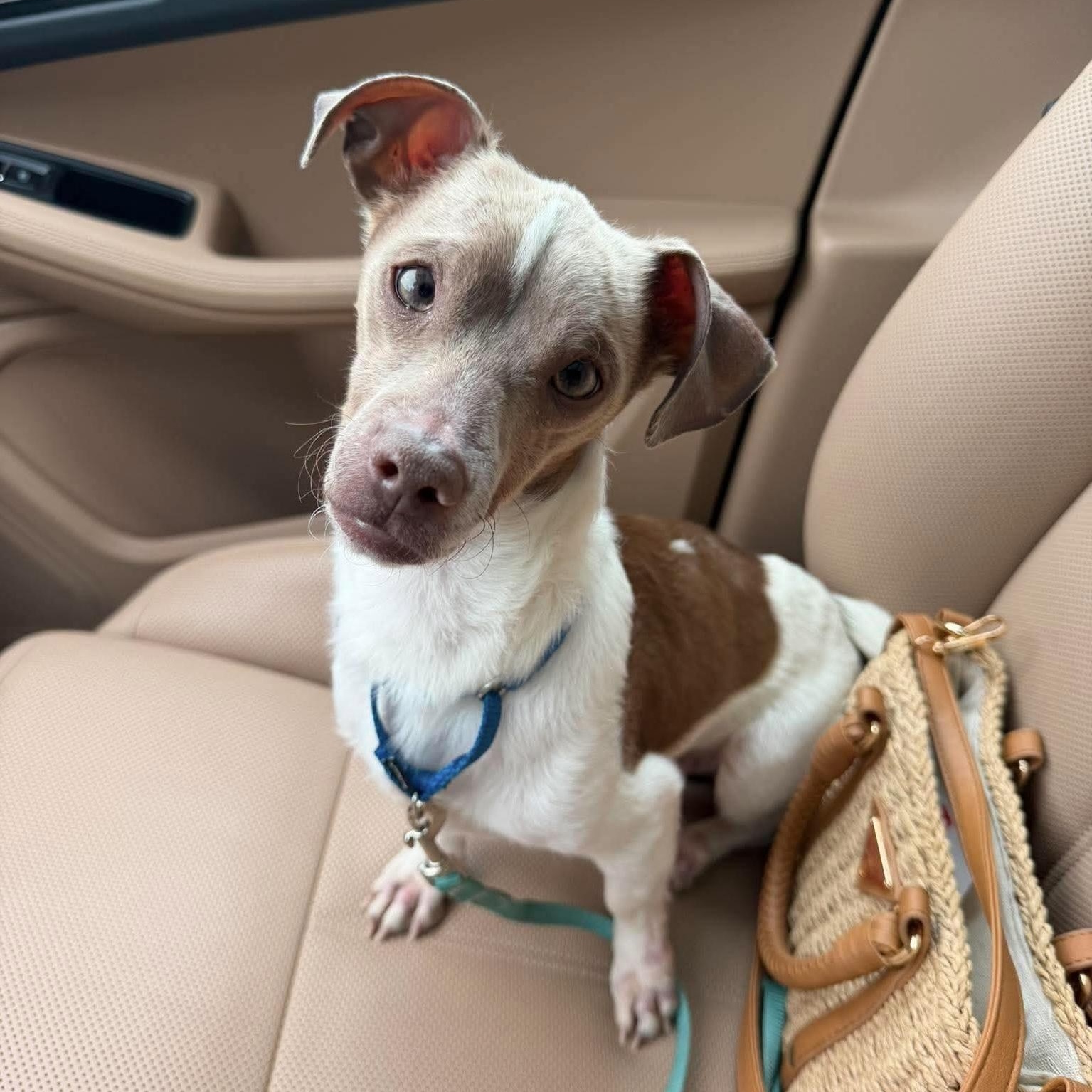 Enlarge Groot, an adopted mixed breed in Pelham, NH image 1/6