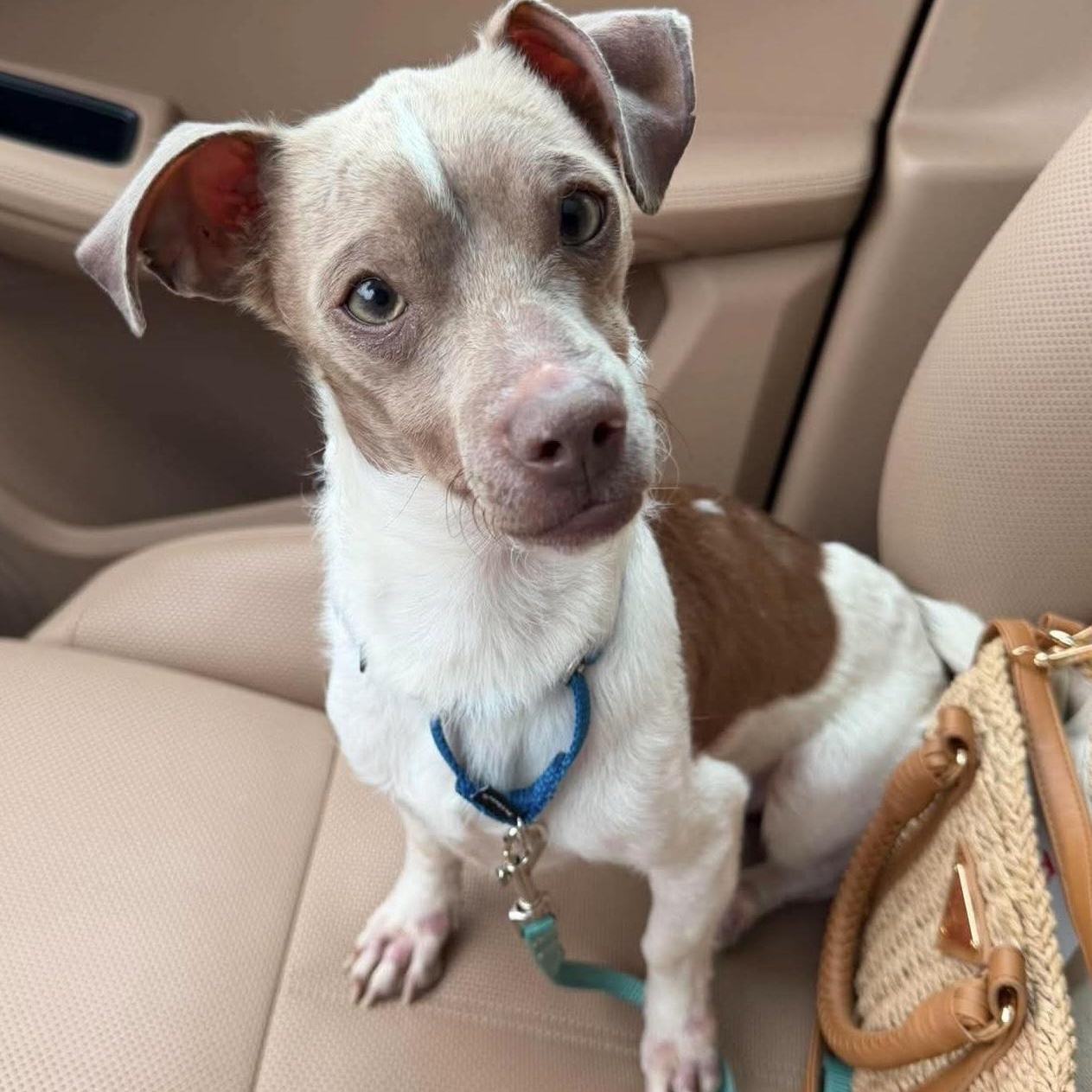 Enlarge Groot, an adopted mixed breed in Pelham, NH image 6/6