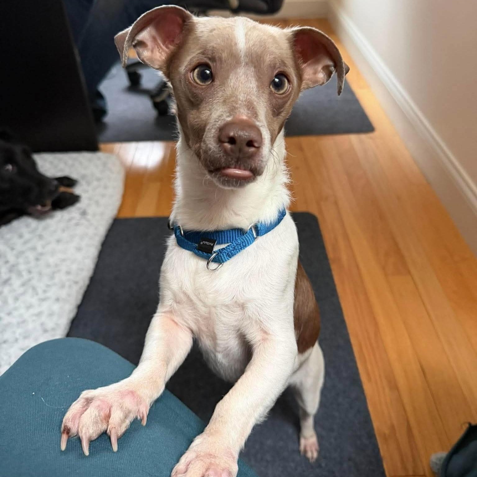 Enlarge Groot, an adopted mixed breed in Pelham, NH image 2/6