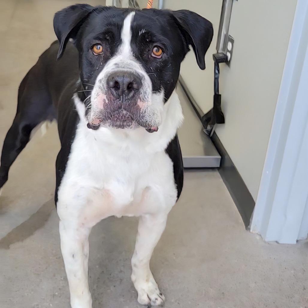 King, Adoptable, Senior Male Mixed Breed.