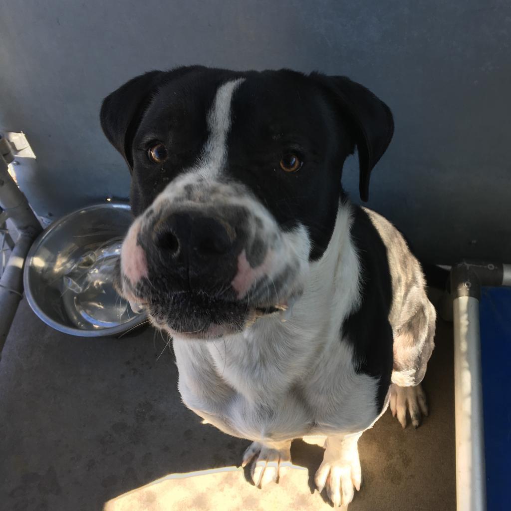 King — thumbnail 3