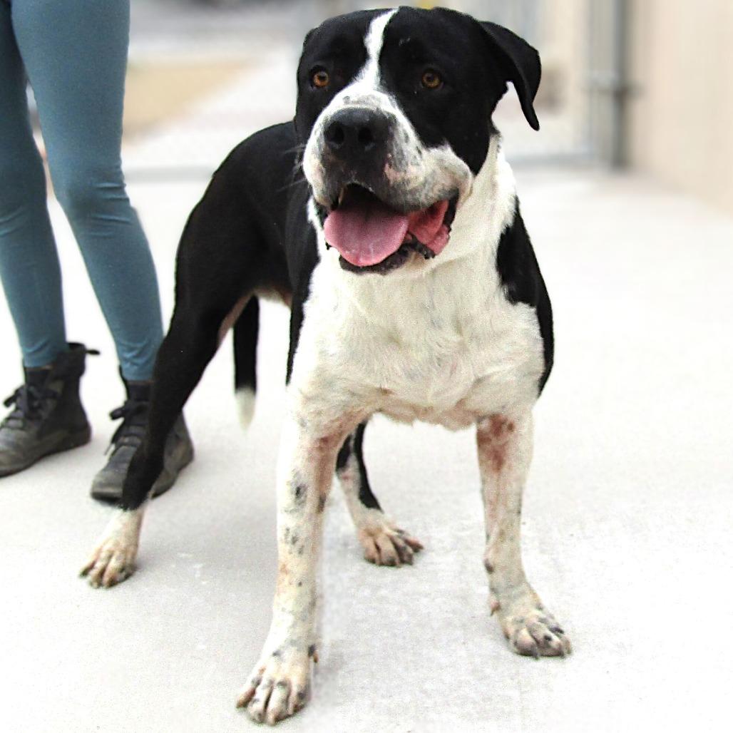 King — thumbnail 4