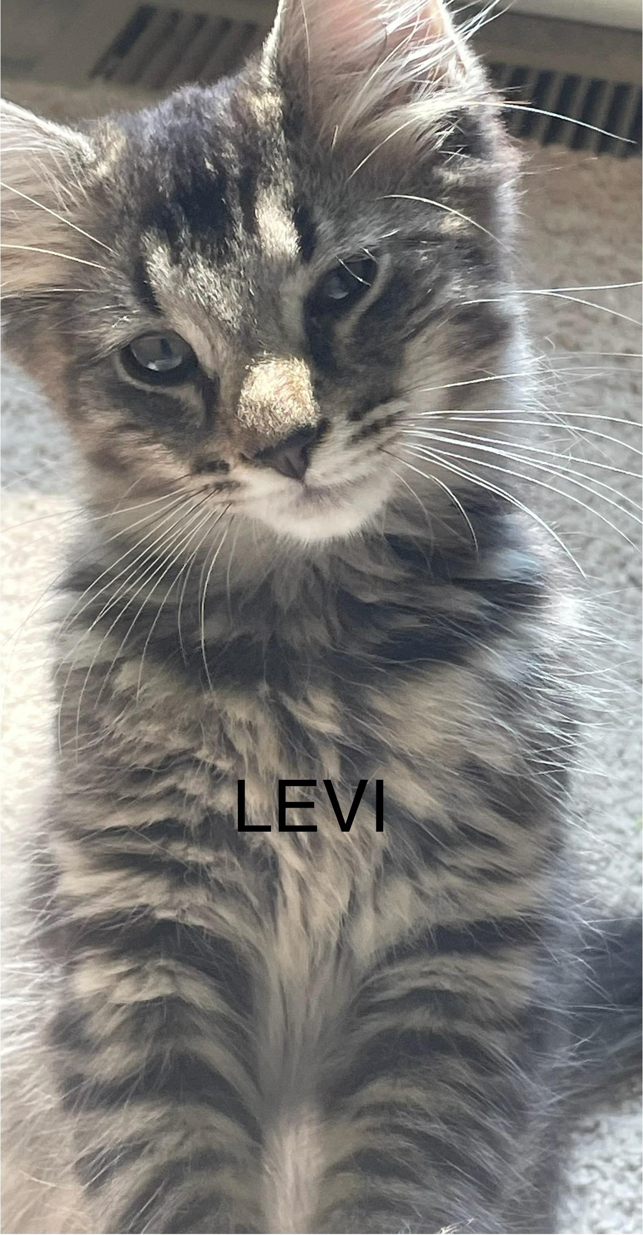 Levi, Adopted, Kitten Male Domestic Medium Hair.