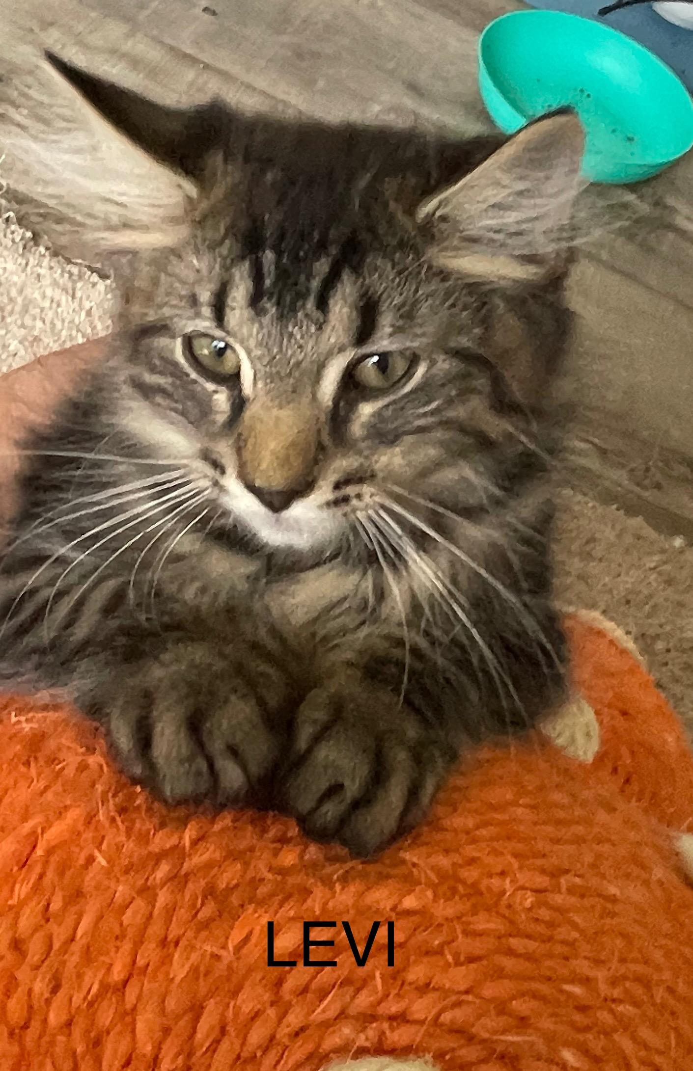 Levi, a Adopted Domestic Medium Hair in lititz, PA image 2/2