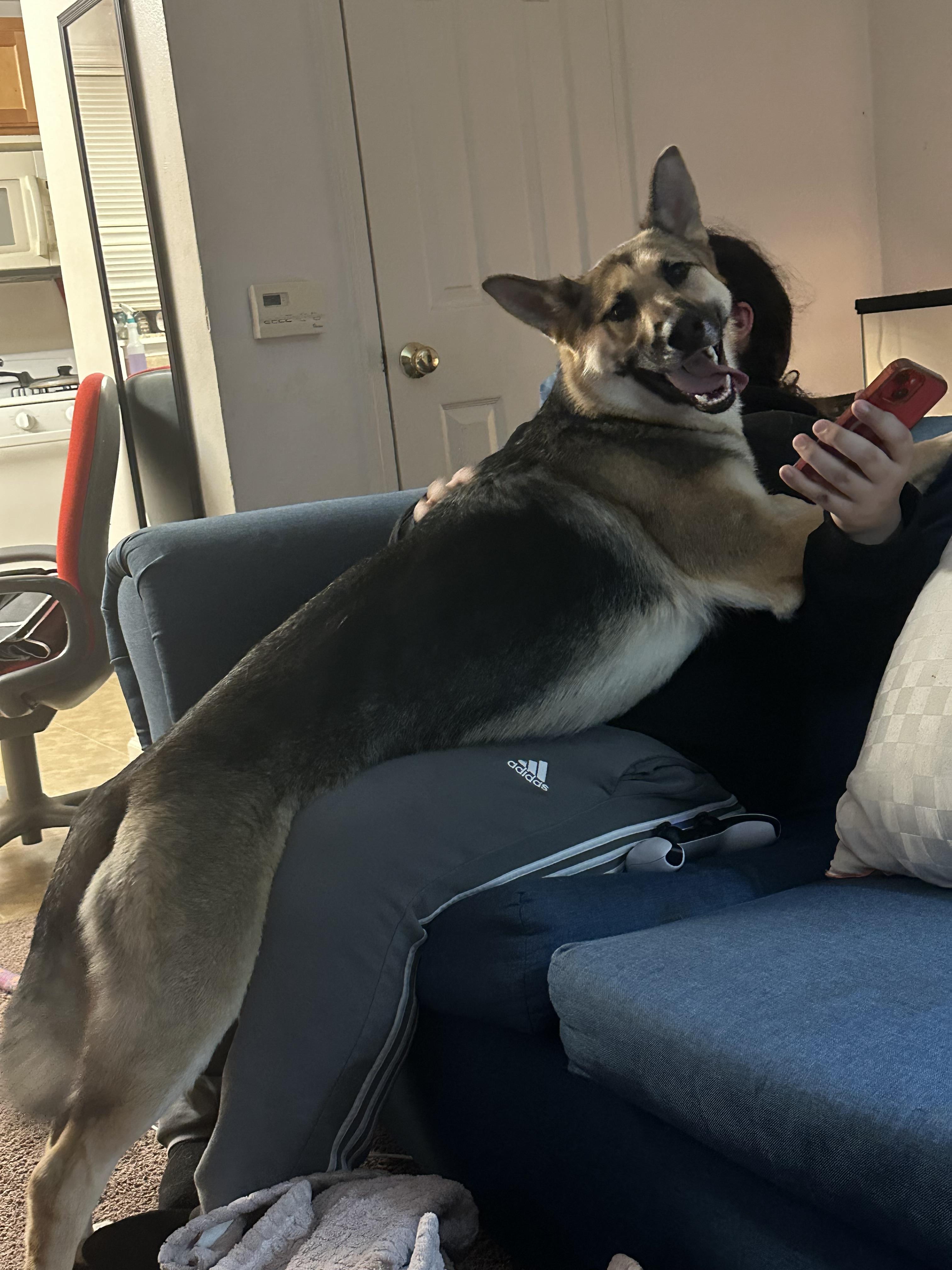 Enlarge Jade, a ADOPTABLE German Shepherd Dog in Rochester, NY image 2/2