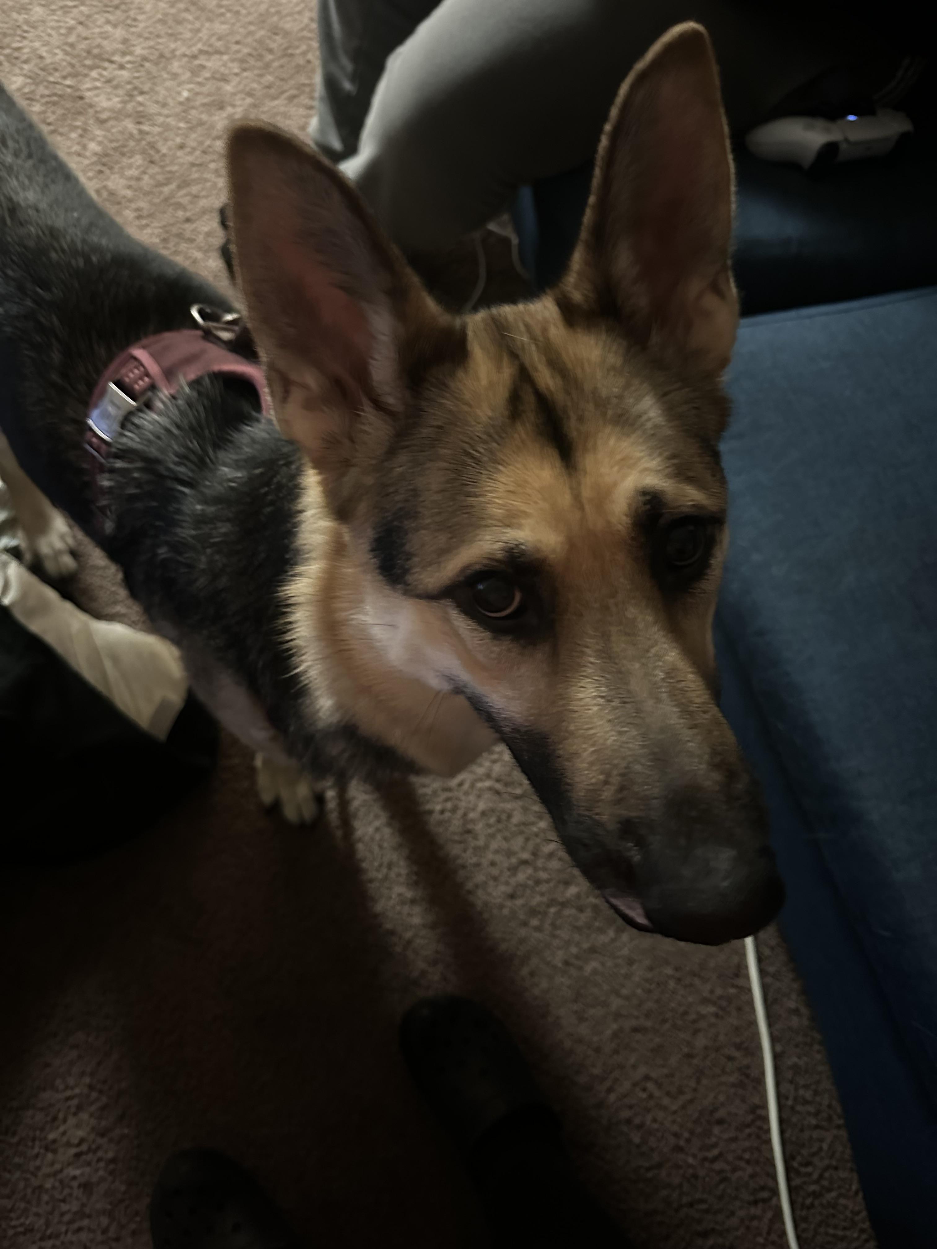 Enlarge Jade, a ADOPTABLE German Shepherd Dog in Rochester, NY image 1/2