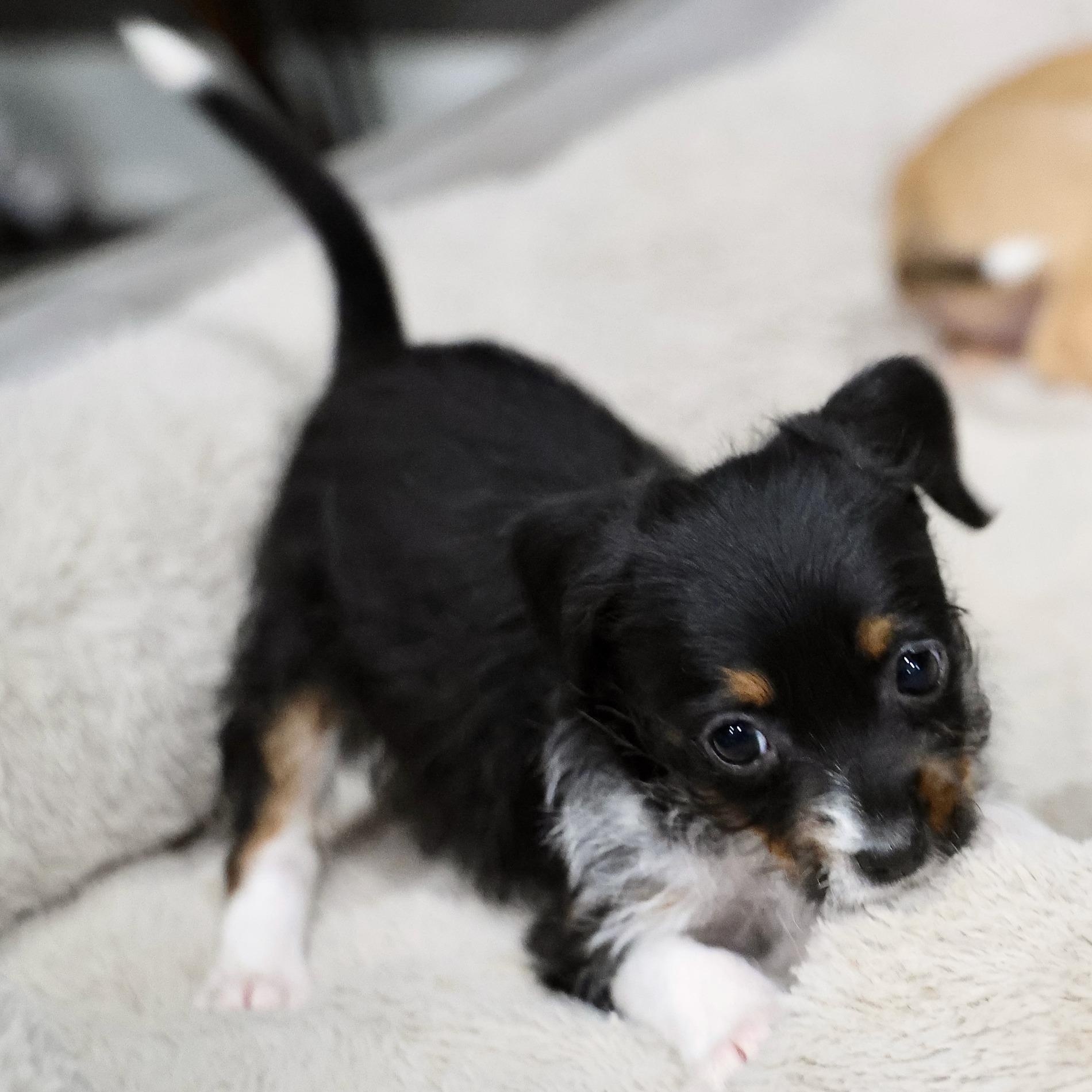 Astrea, an adoptable mixed breed in Palatine, IL image 3/4