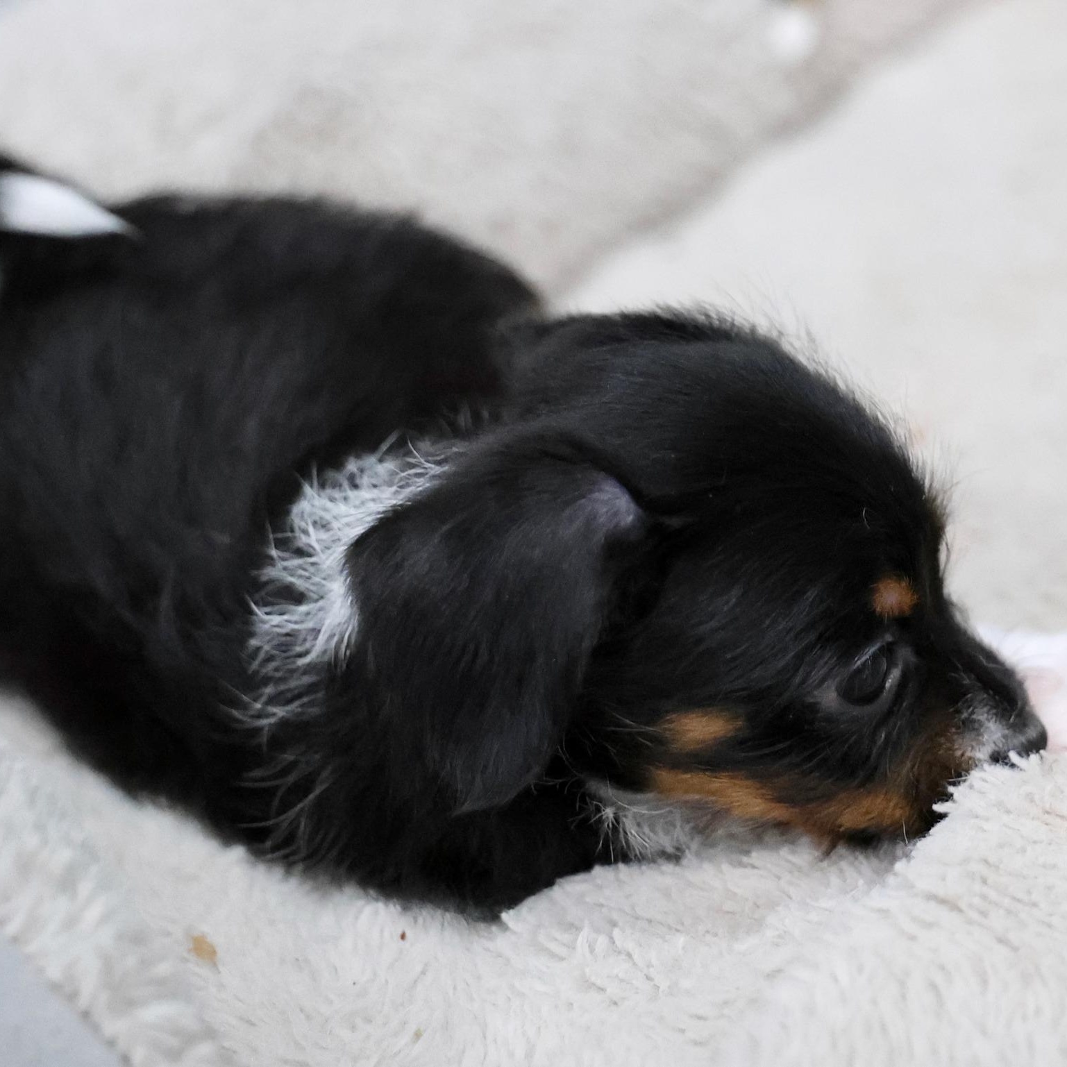 Astrea, an adoptable mixed breed in Palatine, IL image 4/4