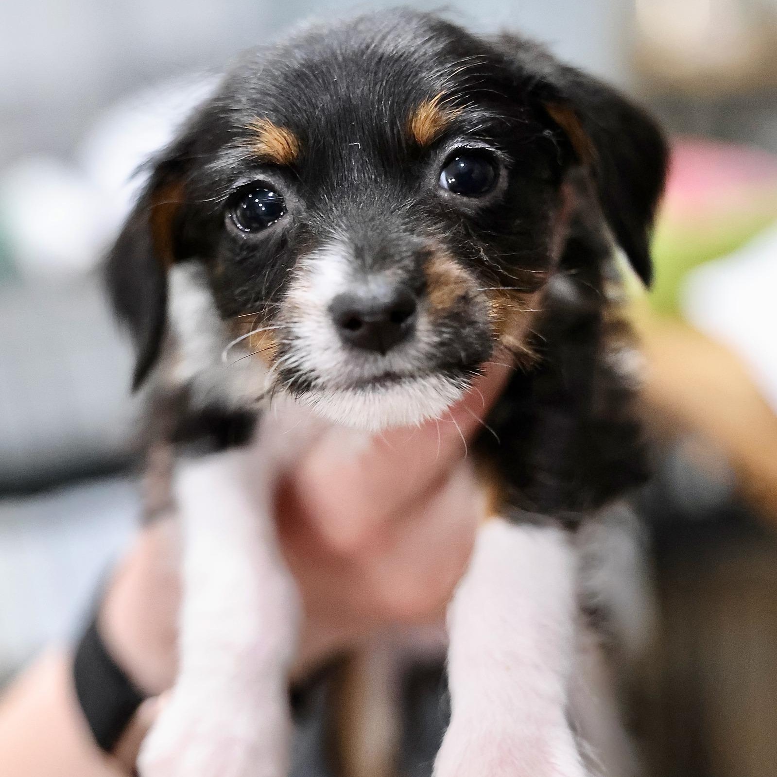 Astrea, an adoptable mixed breed in Palatine, IL image 1/4