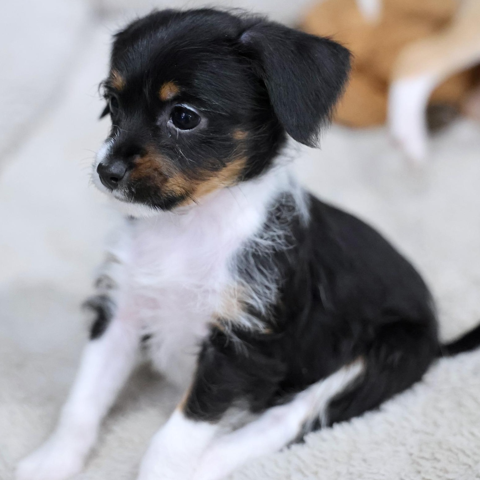 Astrea, an adoptable mixed breed in Palatine, IL image 2/4