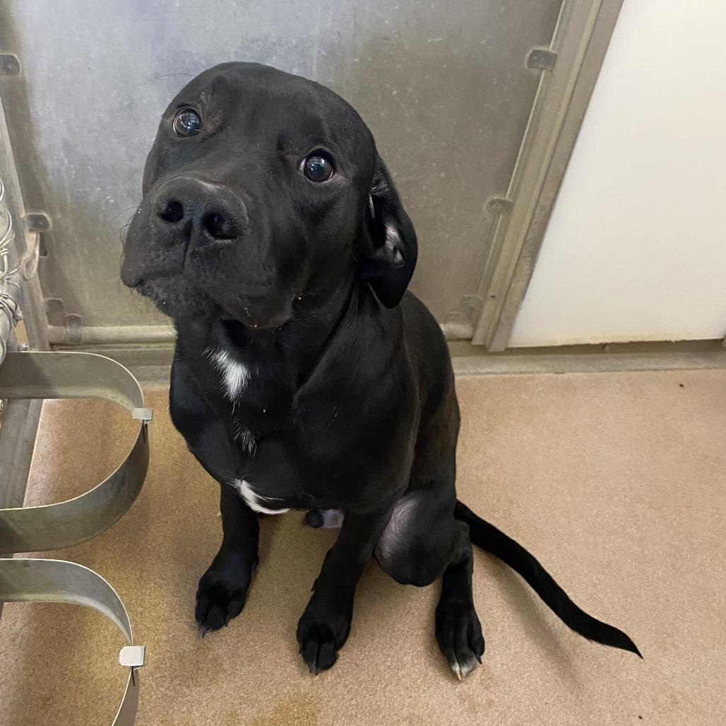 Enlarge Rocky, a Adoptable mixed breed in Murray, UT image 1/1