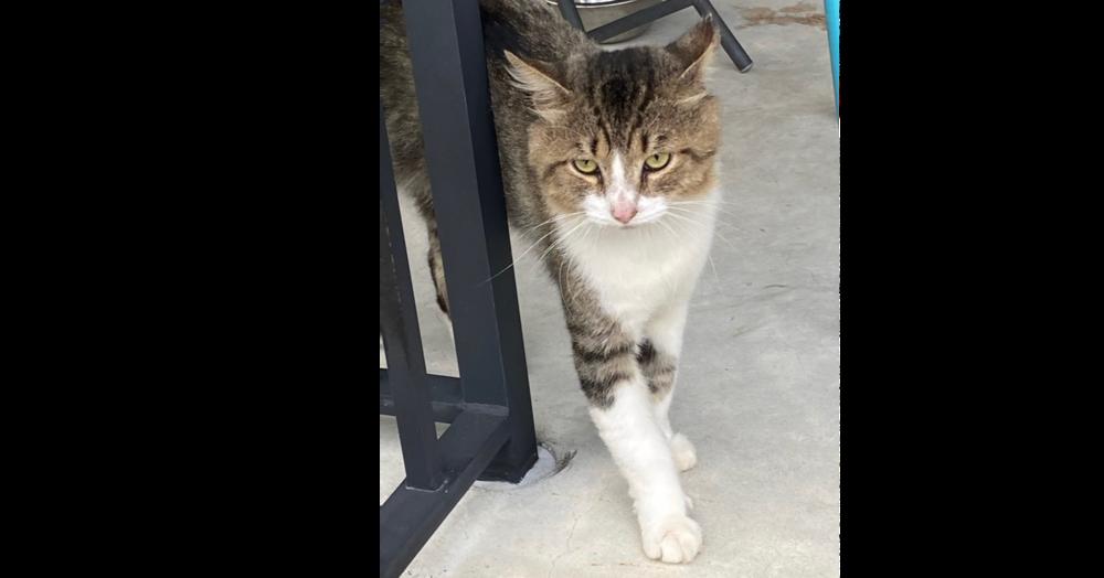 Enlarge Pinecone, a Adoptable Domestic Short Hair in Saint Augustine, FL image 1/1