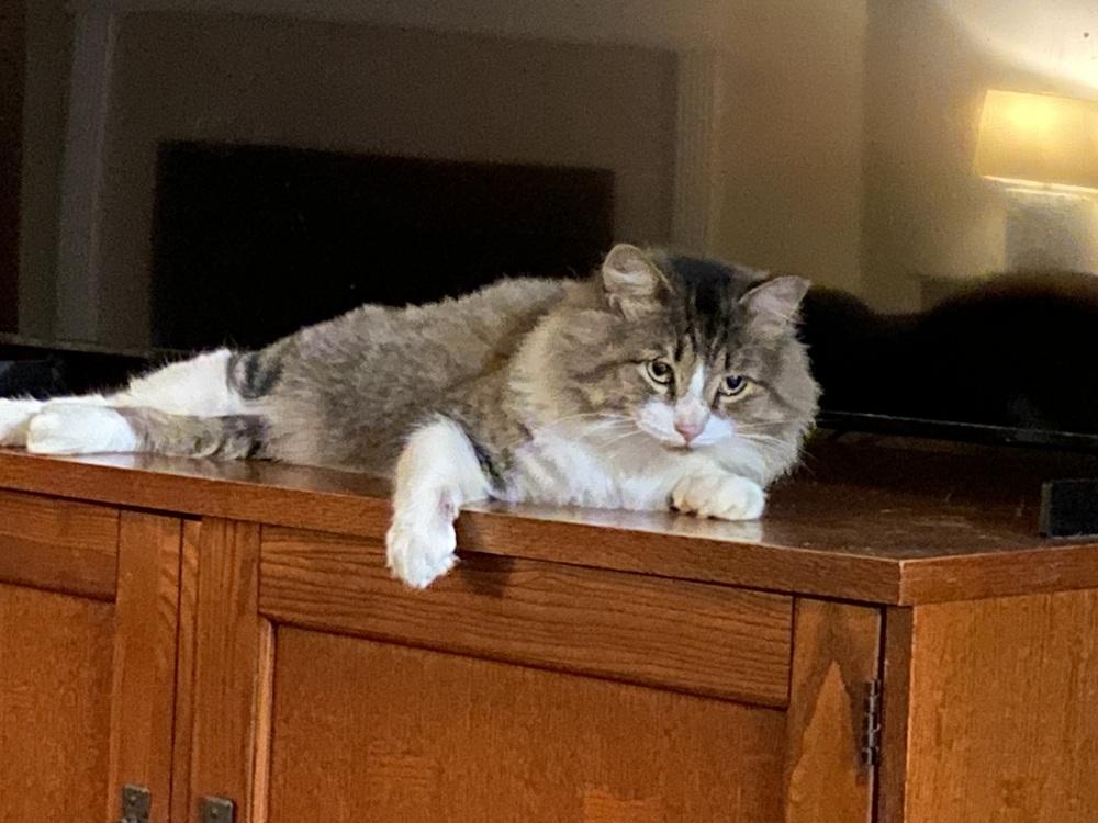 Enlarge Pinecone, a Adoptable Domestic Short Hair in Saint Augustine, FL image 3/4