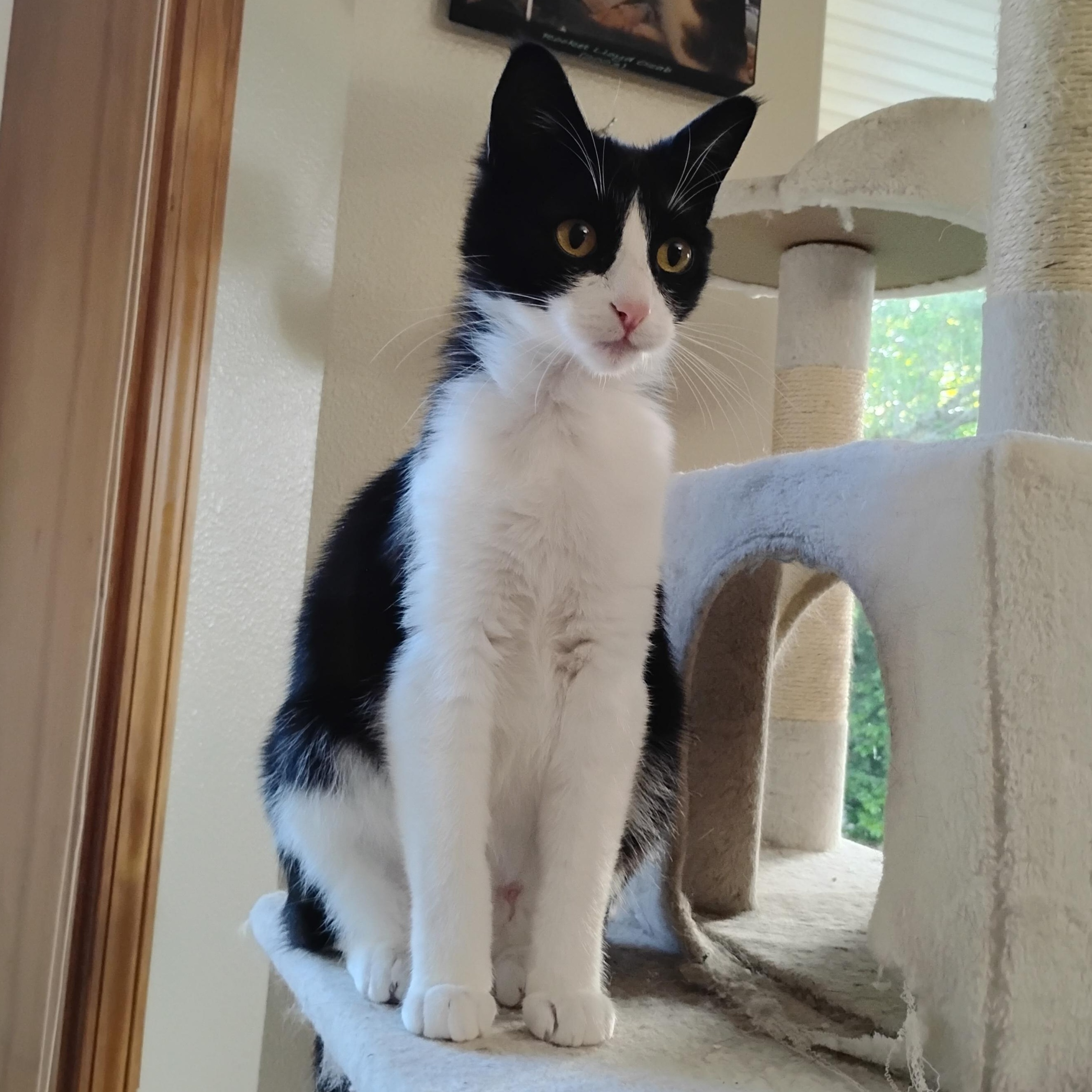 Enlarge Amelia, a Adoptable mixed breed in Springfield, OR image 1/4