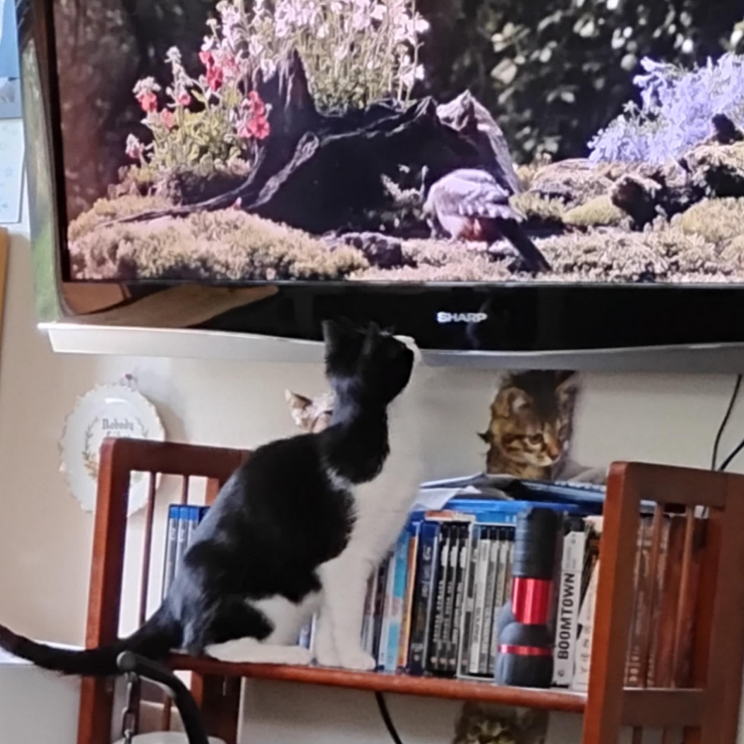 Amelia, an adoptable Domestic Short Hair in Springfield, OR, 97478 | Photo Image 4