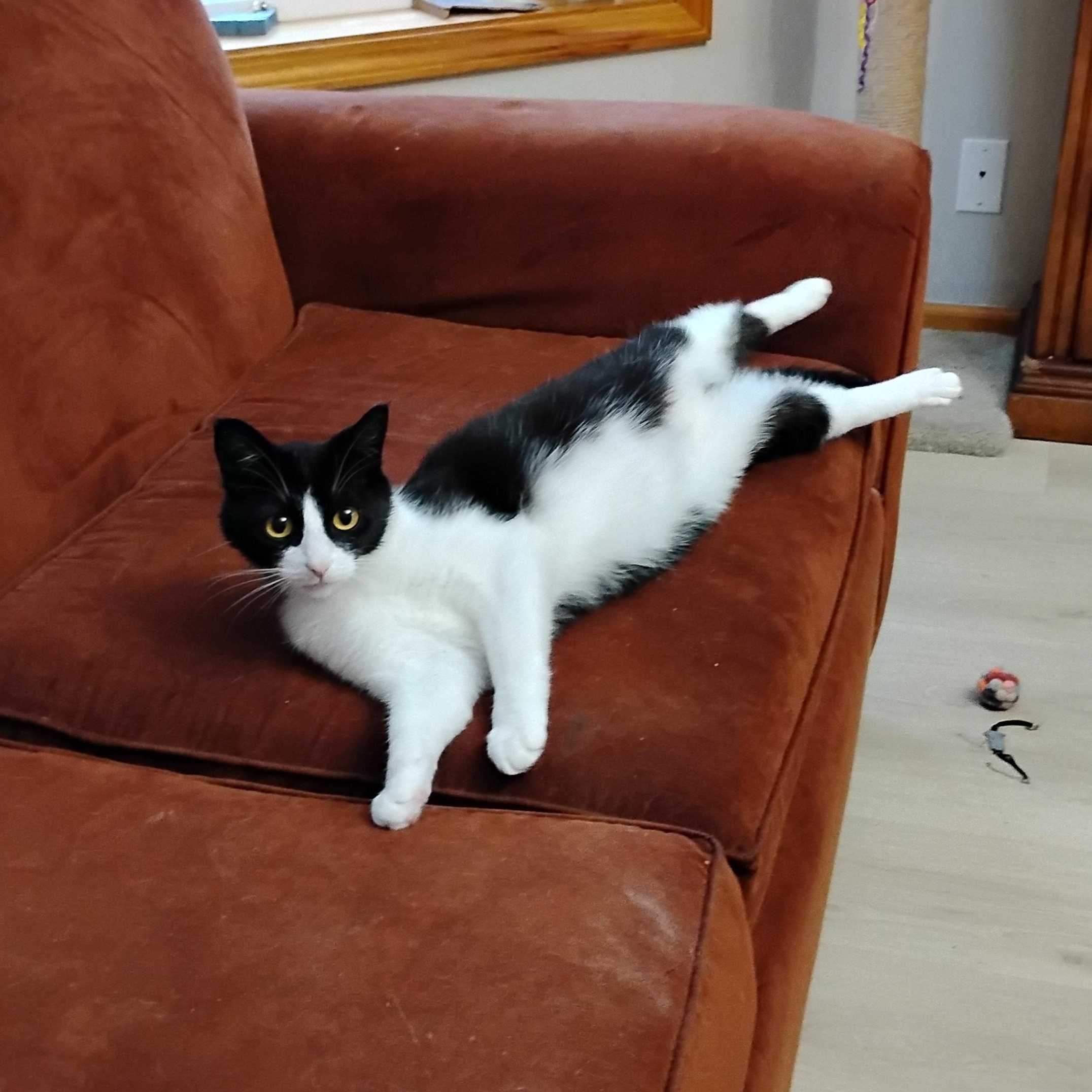 Amelia, an adoptable Domestic Short Hair in Springfield, OR, 97478 | Photo Image 2