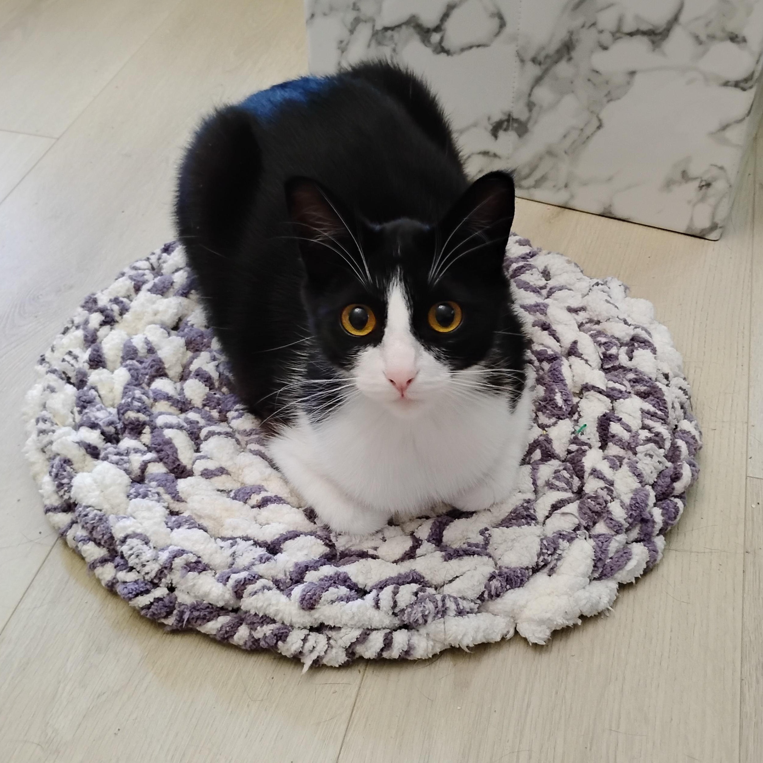 Amelia, an adoptable Domestic Short Hair in Springfield, OR, 97478 | Photo Image 3