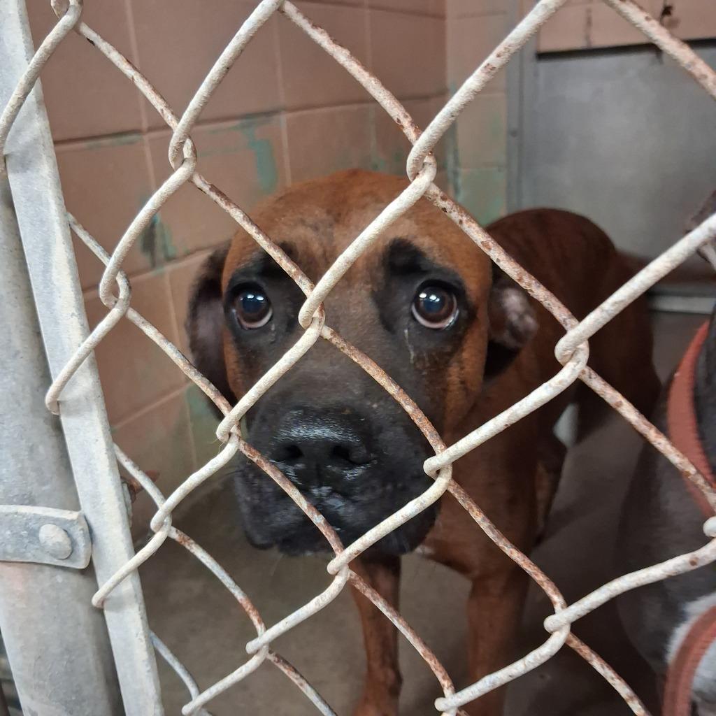 Bongo, Adoptable, Young Male Boxer.
