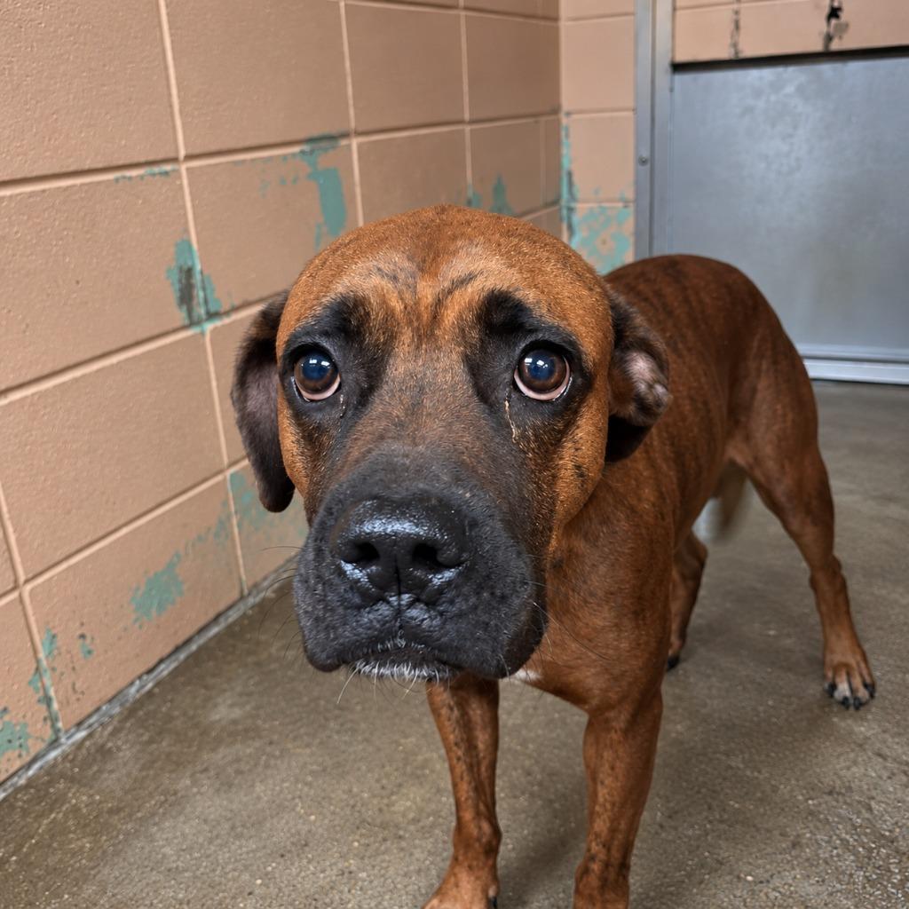 Enlarge Bongo, a Adoptable Boxer in Gautier, MS image 2/3