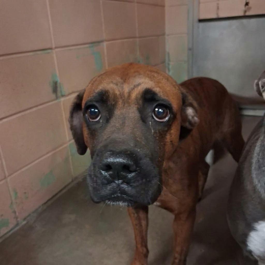 Enlarge Bongo, a Adoptable Boxer in Gautier, MS image 3/3