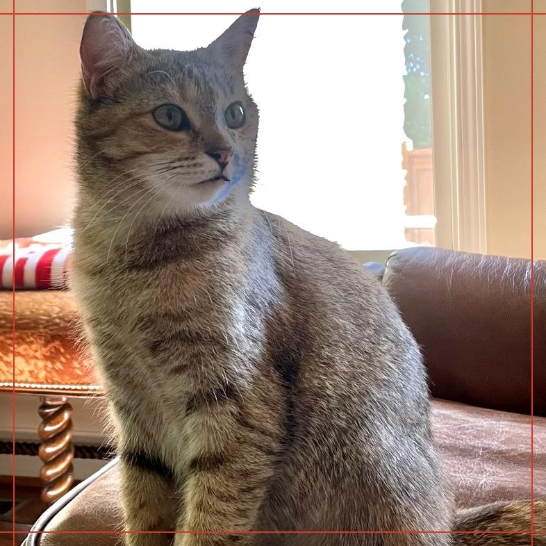 Alicia, Adoptable, Adult Female Domestic Short Hair.