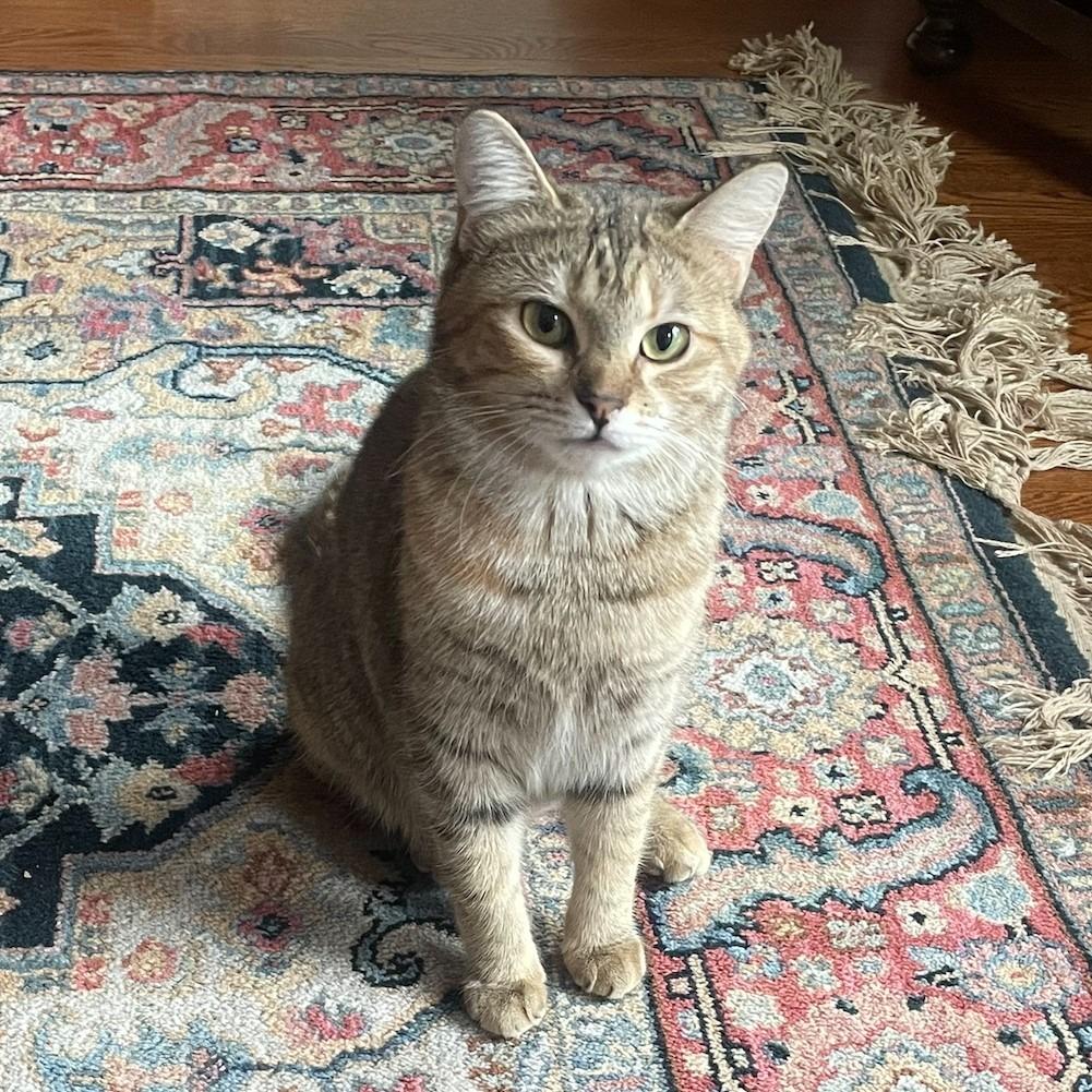 Alicia, a Adoptable Domestic Short Hair in Cumming, GA image 2/6