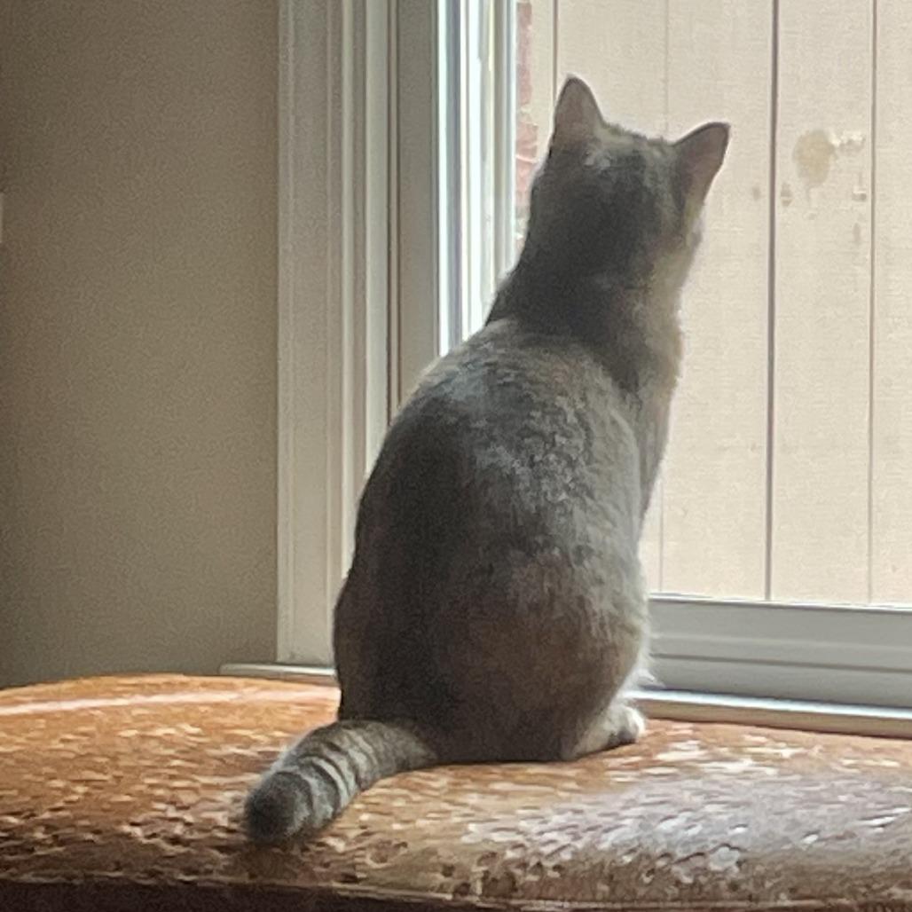 Alicia, a Adoptable Domestic Short Hair in Cumming, GA image 3/6