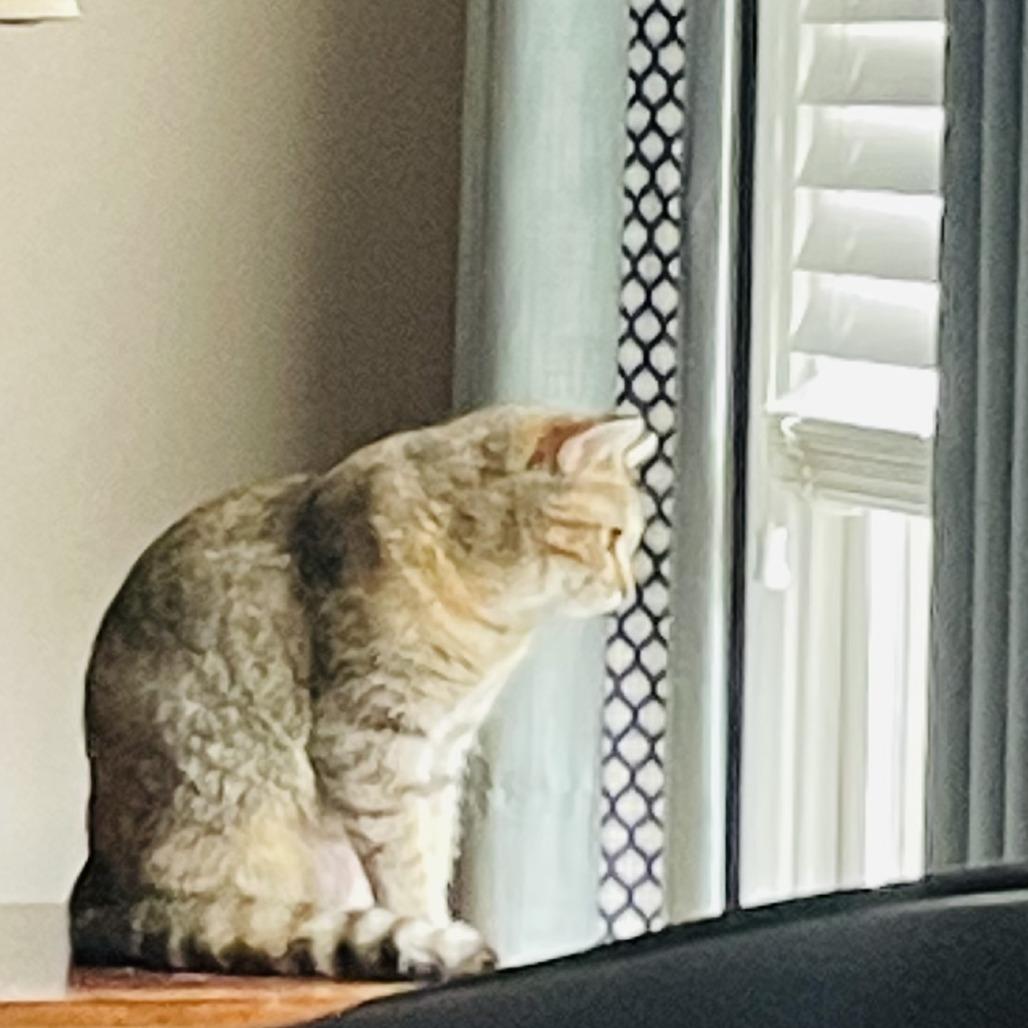 Alicia, a Adoptable Domestic Short Hair in Cumming, GA image 4/6