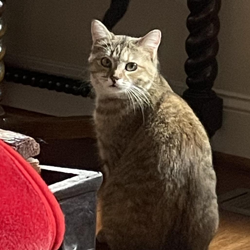 Alicia, a Adoptable Domestic Short Hair in Cumming, GA image 5/6