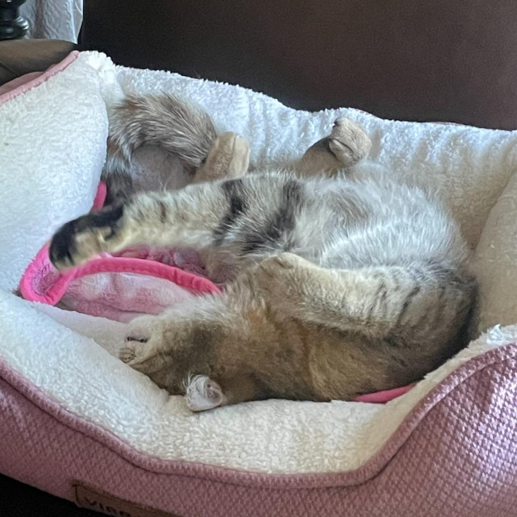 Alicia, a Adoptable Domestic Short Hair in Cumming, GA image 6/6