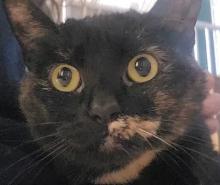 Enlarge Millie, a Adoptable Domestic Short Hair in Milwaukee, WI image 1/1