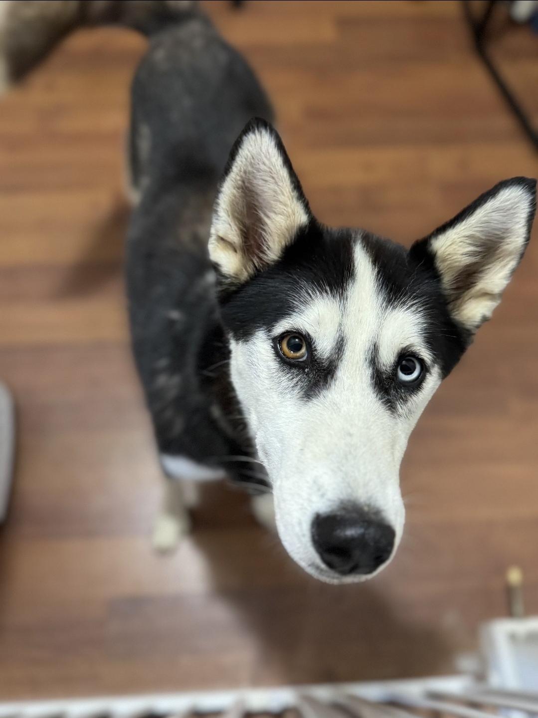 Ellie, a Adoptable mixed breed in Plain City, OH image 1/5