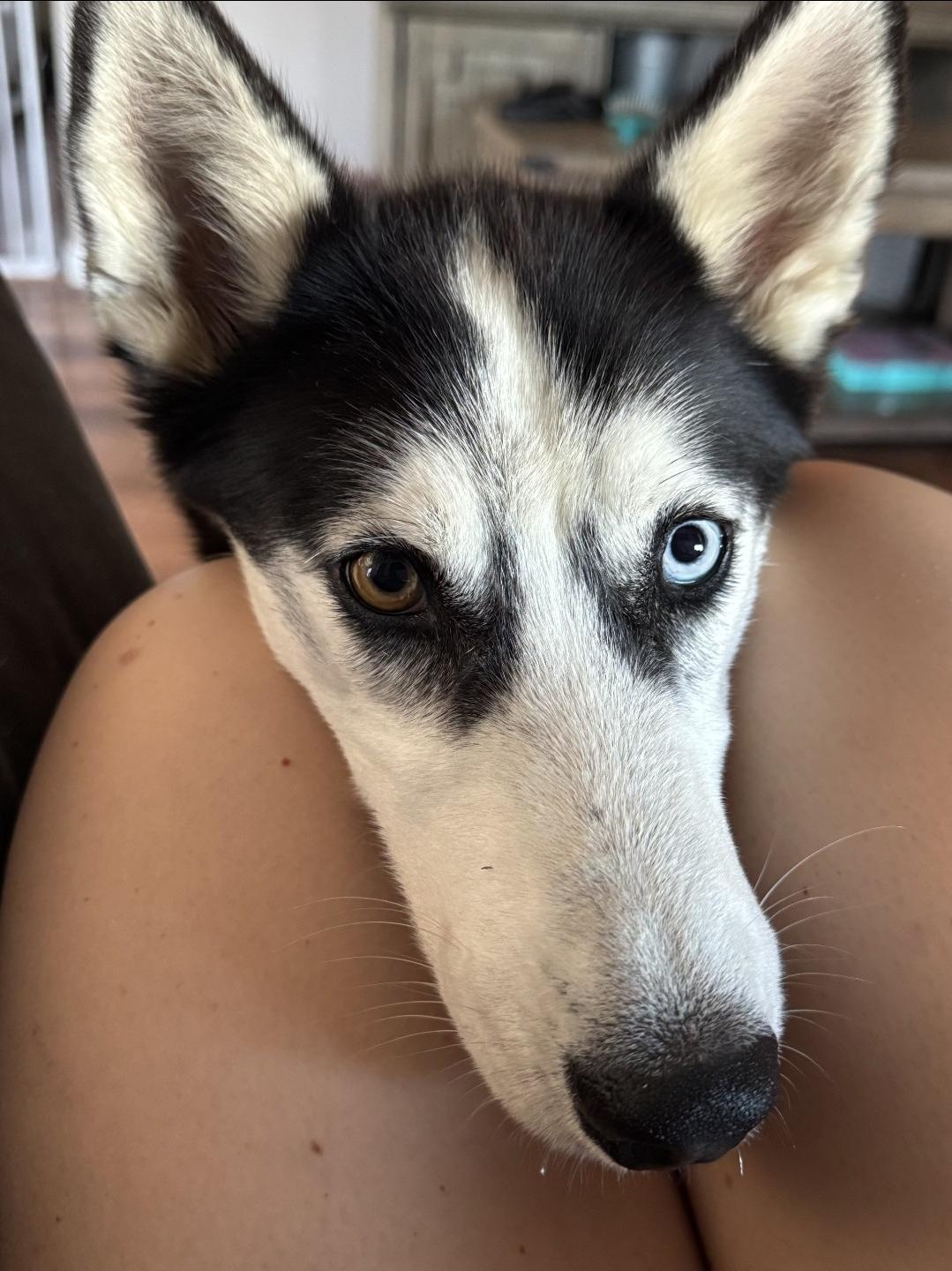 Ellie, a Adoptable mixed breed in Plain City, OH image 2/5