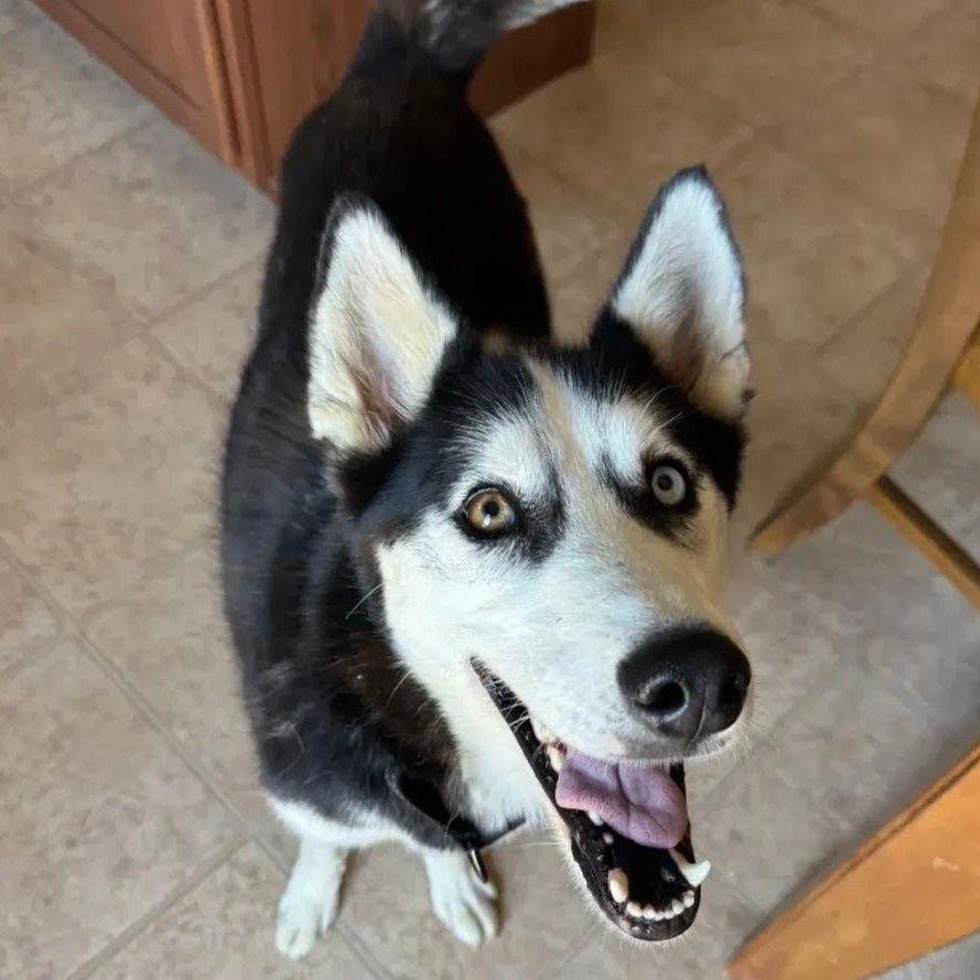 Ellie, a Adoptable mixed breed in Plain City, OH image 3/5