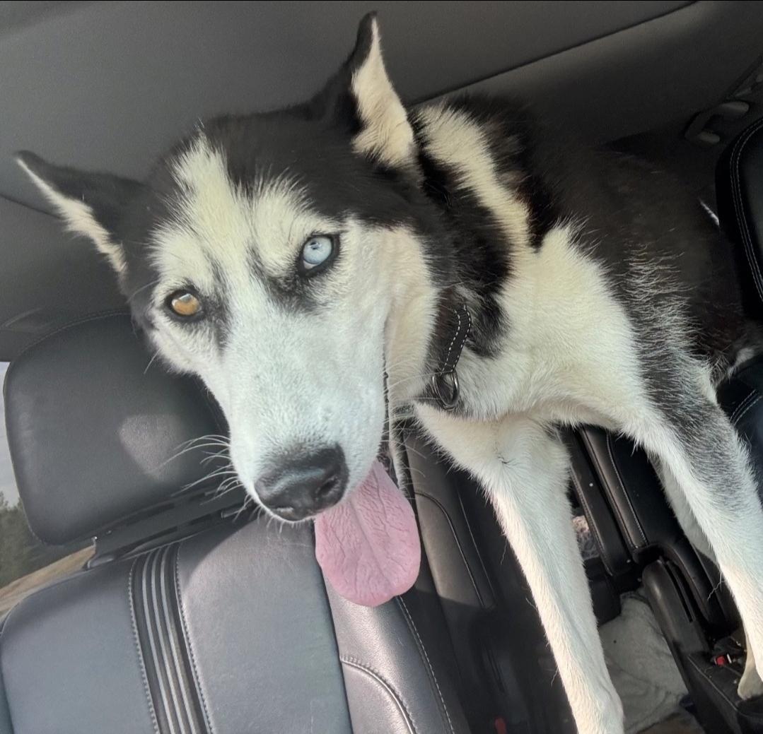 Ellie, a Adoptable mixed breed in Plain City, OH image 4/5