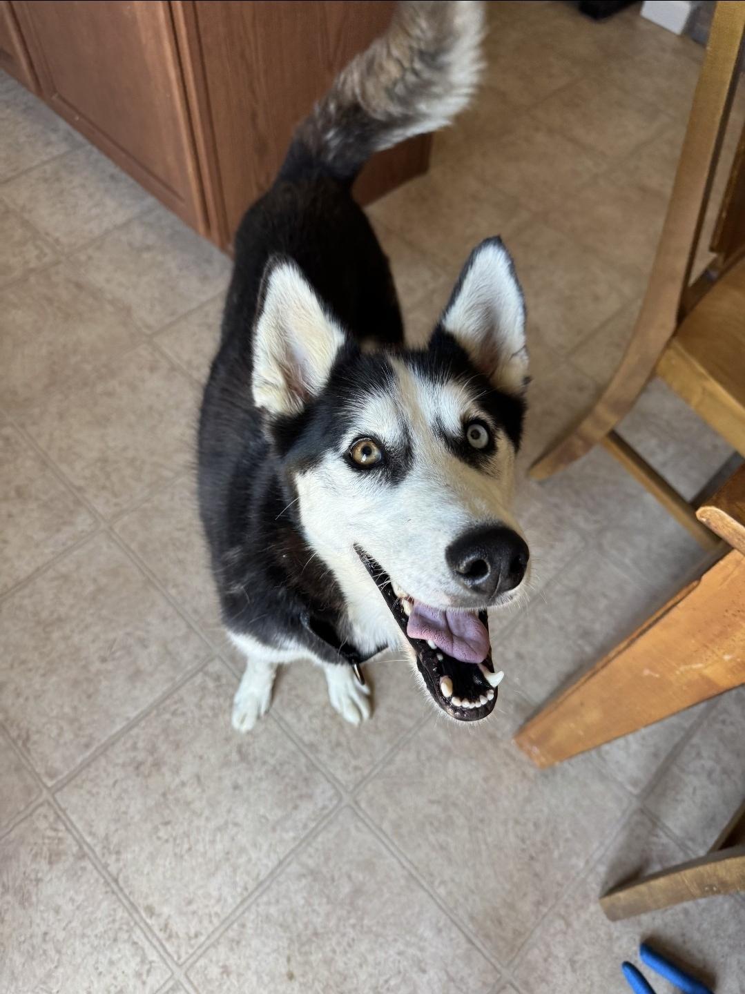 Ellie, a Adoptable mixed breed in Plain City, OH image 5/5