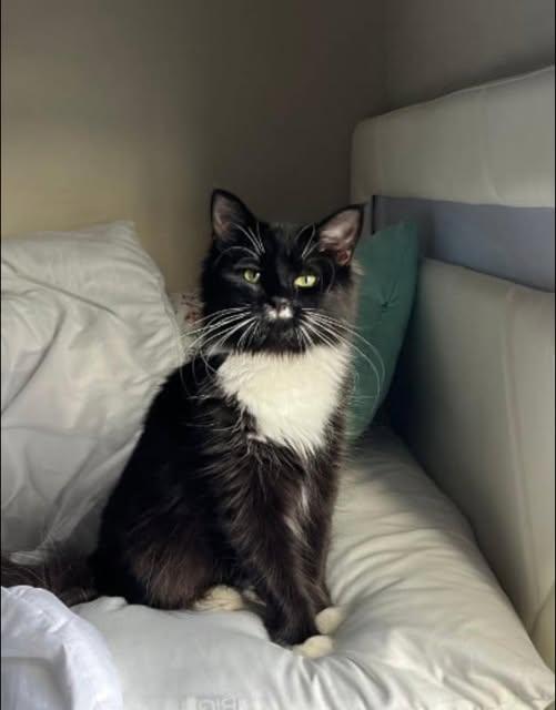 Enlarge Shadow, a ADOPTABLE Domestic Long Hair in Reading, PA image 1/1