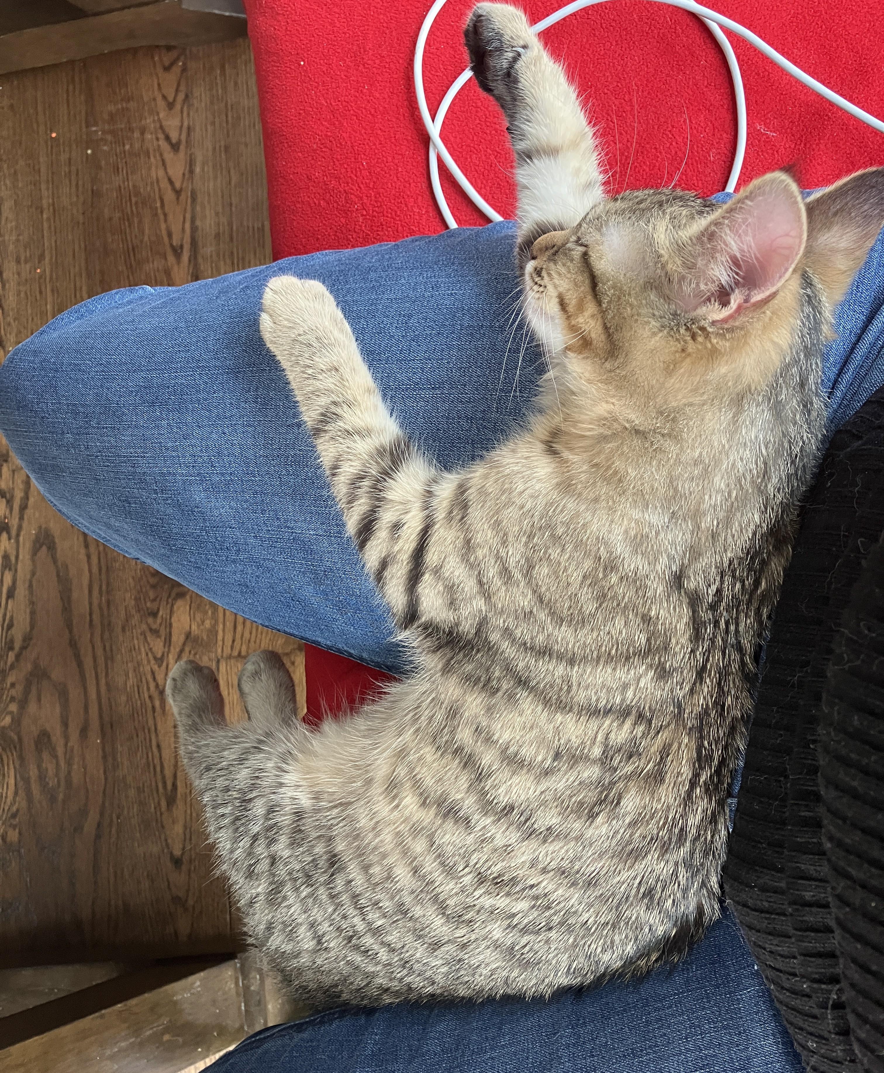 CJ, an adopted Domestic Short Hair in Harrison, NY image 3/4