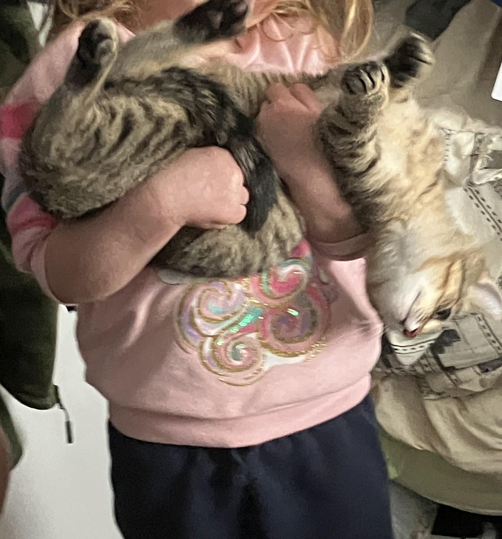 CJ, an adopted Domestic Short Hair in Harrison, NY image 4/4