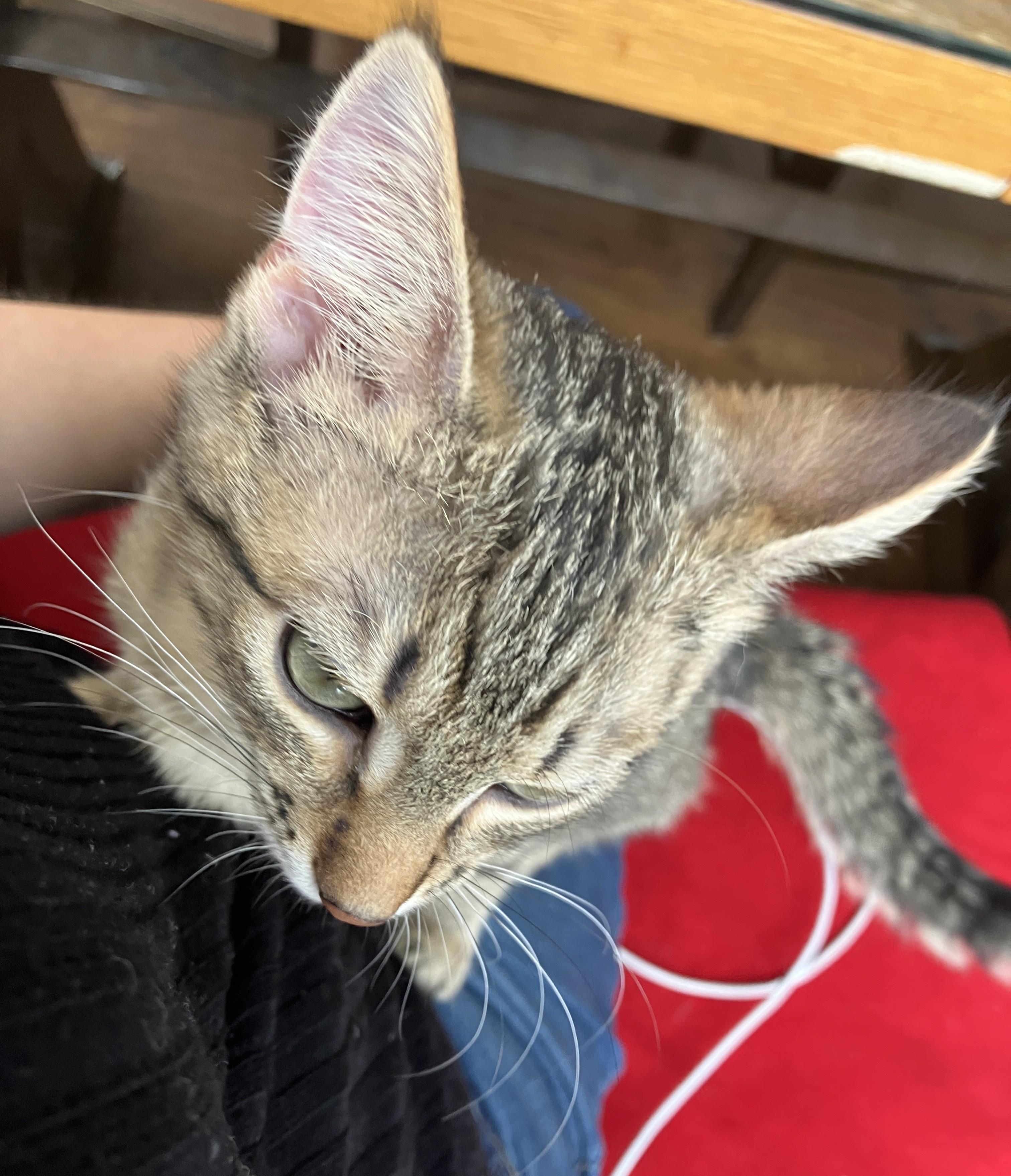 CJ, an adopted Domestic Short Hair in Harrison, NY image 2/4