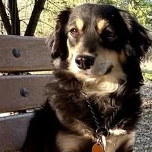 Stewie, ADOPTABLE, Adult Female Dachshund (Long Haired).