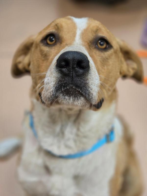 Clementine, Adoptable, Adult Female Border Collie & Mixed Breed.